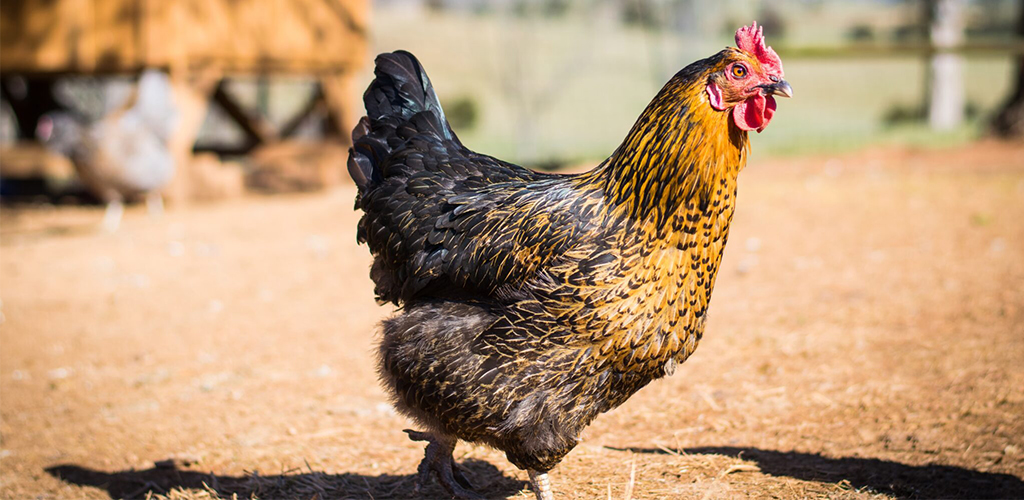 Na co sa zamerat pri vybere kurina